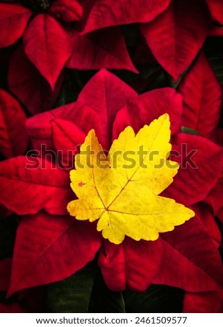 A vibrant yellow maple leaf stands out against a backdrop of deep red poinsettia leaves. The contrast between the warm colors highlights the unique texture and shape of each leaf.  Royalty-Free Stock Photo #2461509577
