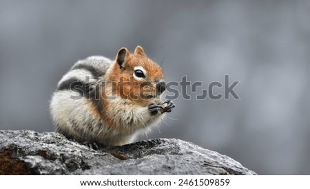 A close-up of a golden-mantled ground squirrel (Callospermophilus lateralis) eating and sitting on rocky ground, eye-level, selective colour, monochrome background,copy space,16:9 Royalty-Free Stock Photo #2461509859