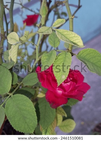 A Beautiful Nature Rose Flower