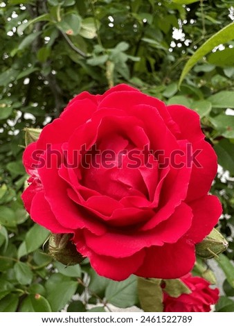 Red roses, green leaf background, flowers that are often used as a sign of love