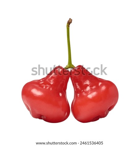 close-up of jambu or rose apple isolated white background, water, wax or jamaican apple, red color bell shaped tropical fruit native southeast asia, crunchy juicy flavor Royalty-Free Stock Photo #2461536405