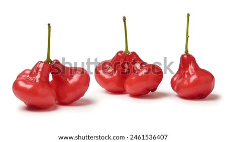 set of jambu or rose apple isolated white background, water, wax or jamaican apple, red color bell shaped tropical fruit native southeast asia, crunchy juicy flavor Royalty-Free Stock Photo #2461536407