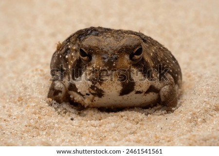 The Desert Rain Frog, Web-footed Rain Frog, or Boulenger's Short-headed Frog (Breviceps macrops) is a species of frog found in Namibia and South Africa. Royalty-Free Stock Photo #2461541561