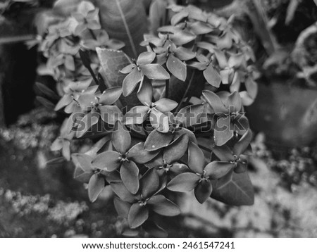 The Soka flower, known scientifically as Ixora, is a tropical flowering plant commonly found in gardens and landscapes. It features vibrant clusters of small, tubular flowers that come in a variety of Royalty-Free Stock Photo #2461547241
