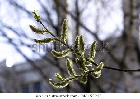 In spring, beautiful catkins bloom on Populus tremula aspen trees. The fluttering leaves create a mesmerizing sight. Enjoy the gentle beauty of nature with these stunning trees.