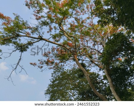 University Udichi Ghat, Bangladesh Agriculture University, Mymensingh, Bangladesh - May 13 2024. Photo of Beside Brahmaputra River Krishnachura Flower Tree.