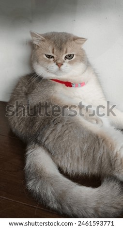 A cute, fluffy cat wearing a colorful collar.
