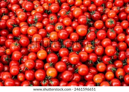 cherry tomatoes The cherry tomato is a type of small round tomato believed to be an intermediate genetic admixture between wild currant-type tomatoes and domesticated garden tomatoes Royalty-Free Stock Photo #2461596651