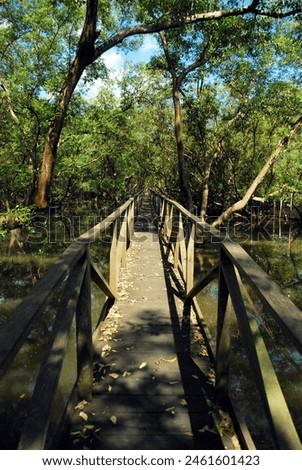 photo of a quiet bridge in a mangrove forest with a calm atmosphere