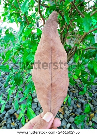Dry dead light brown leaf is hold by short nail left hand guy Royalty-Free Stock Photo #2461602955