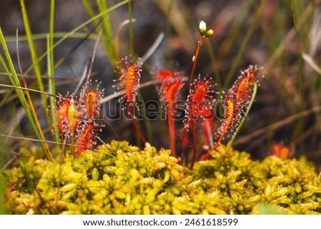 carnivorous plant, sundew, photo in biotope, wild nature