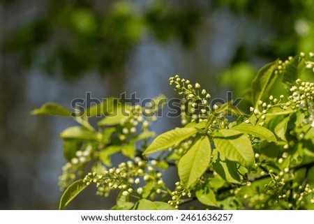 Bird cherry, hackberry, hagberry, or Mayday tree (Prunus padus). Budding bird cherry on a sunny spring day. Spring background. Nature background. Selective focus. Royalty-Free Stock Photo #2461636257