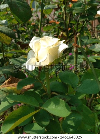 rose picture which is taken in my village
