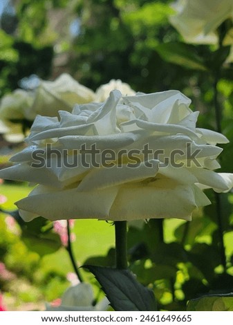 rose. White roze  beautiful rose pictures  Beautiful rose pictures 