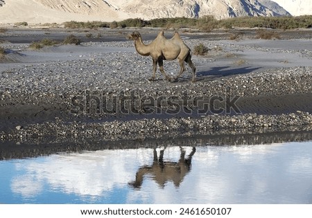 The Bactrian camel (Camelus bactrianus) in Nubra Valley, Ladakh, India. The name comes from the ancient historical region of Bactria, in Central Asia. Royalty-Free Stock Photo #2461650107