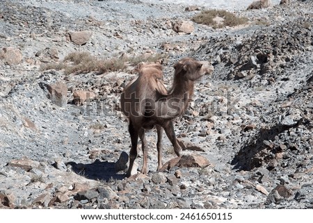 The Bactrian camel (Camelus bactrianus) in Nubra Valley, Ladakh, India. The name comes from the ancient historical region of Bactria, in Central Asia. Royalty-Free Stock Photo #2461650115