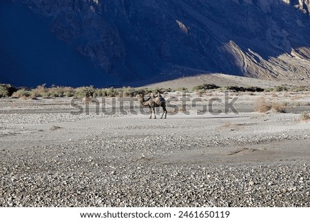 The Bactrian camel (Camelus bactrianus) in Nubra Valley, Ladakh, India. The name comes from the ancient historical region of Bactria, in Central Asia. Royalty-Free Stock Photo #2461650119