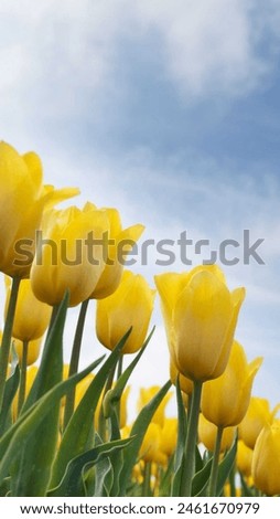 Yellow tulips flower nice picture 