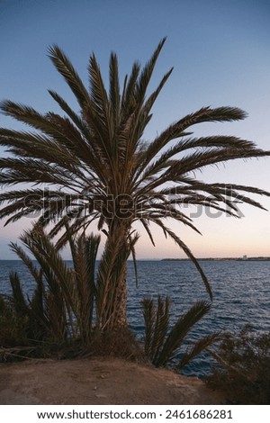 A solitary palm tree stands against a dusky sky, overlooking calm sea waters, evoking a serene and tranquil scene. Royalty-Free Stock Photo #2461686281