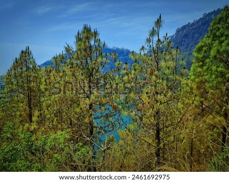 Beautiful  Picture of trees above the lake with beautiful sky