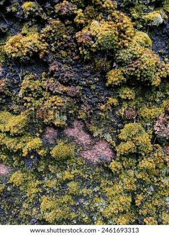 Wall covered in plant moss, weed invasion, nature growing on disused and abandoned industrial walls, photo editing for vibrant colors, macro photography and contemplative visual art, yellow and green