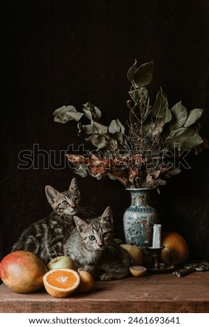 Cute Kittens, Kittens, Cats, Art Photography, fluffy cat, gray cat, The cat is sitting, 