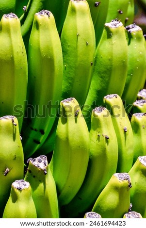 A bunch of green bananas with brown spots. The bananas are ripe and ready to eat. Concept of abundance and freshness