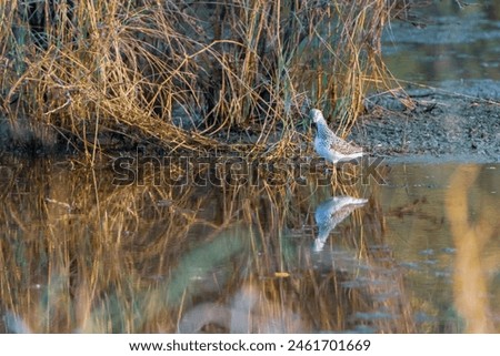 beautiful photograph cute little sandpiper reflection silhouette turquoise blue water background grasslands isolated calm lonely bird sanctuary habitat tropical country india migratory avian tourism 