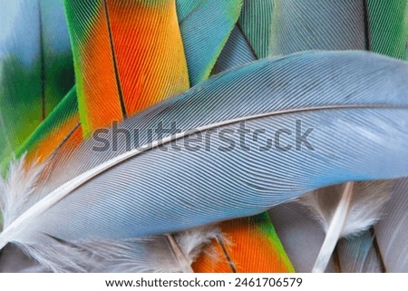 Beautiful colorful group parrot and eagle feather pattern texture luxury for background