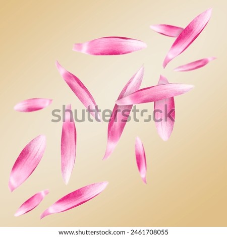 Pink lotus flower petals falling on dark beige background