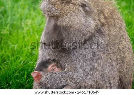 Baby Baboon looking at camera