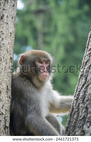 japanese macaques in the monkey mountain villach Royalty-Free Stock Photo #2461721373