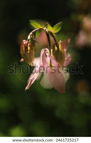 bells on a dark background, flowers in the sun, transparent petals, background for a card, place for congratulations, background, beautiful flowers, bouquet with bells