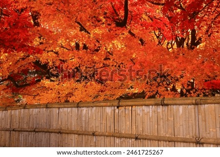 Morioka City, Iwate Prefecture, autumn leaves scenery Royalty-Free Stock Photo #2461725267