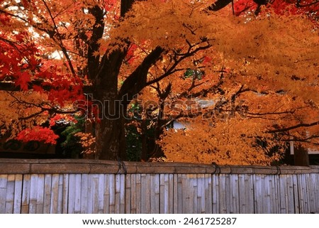 Morioka City, Iwate Prefecture, autumn leaves scenery Royalty-Free Stock Photo #2461725287
