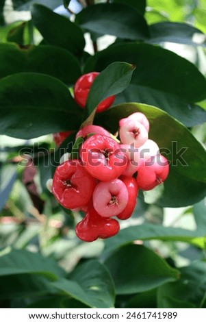 Watery rose apple aka water apple or bell fruit, in Indonesia commonly named as jambu kancing, hanging on a branch  Royalty-Free Stock Photo #2461741989