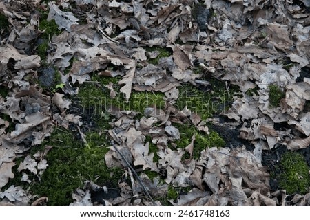 the ground covered with green moss and fallen oak leaves Royalty-Free Stock Photo #2461748163
