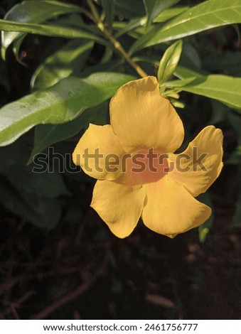 Yellow trumpet flower blooms perfectly in the garden.