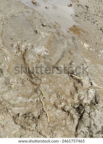 mud that is still waterlogged and there are some grass roots Royalty-Free Stock Photo #2461757465