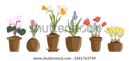 bulbous flowering plants in pots, spring flowers, vector drawing floral elements, hand drawn botanical illustration Royalty-Free Stock Photo #2461763749