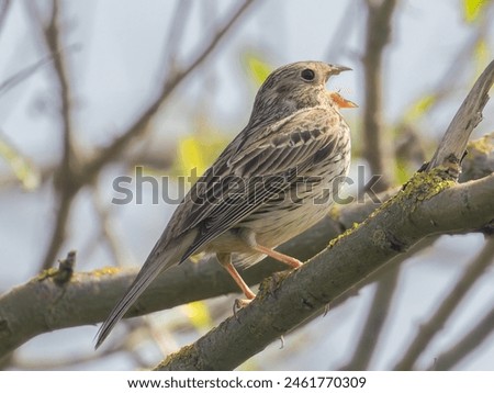 A beautiful bird perched on a tree branch, chirping happily with its beak wide open, possibly calling out to its friends or singing a melodious tune.