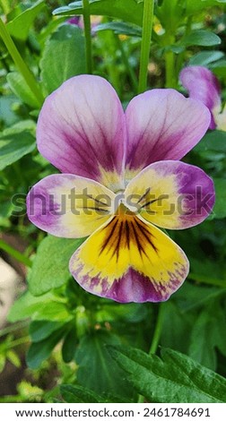 A cute pansy flower with a funny expression.