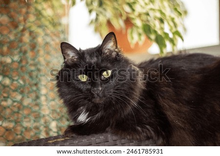 A closeup of a domestic shorthaired cat, a small to mediumsized carnivorous mammal in the Felidae family. It has black and white fur, yellow eyes with narrow pupils, and whiskers on its snout