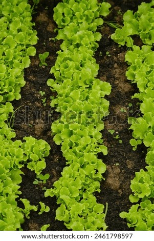 Lettuce growing in the garden. Green lettuce in the agricultural field. Shallow depth of field