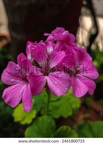 Rose geranium: essential oil for aromatherapy, skincare; leaves flavor teas, dishes. Rose geranium: fragrant perennial with aromatic leaves, beautiful flowers. Leaves emit rose-like scent. Royalty-Free Stock Photo #2461800725