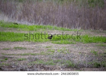 A bird is wandering and feeding on the grass, next to a railway line