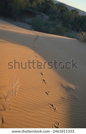 The photo captures a brown hyena's footprint engraved into the the soft sand of the Namib Desert. The footprint stands as a silent testament to the presence and resilience of the brown hyena.
