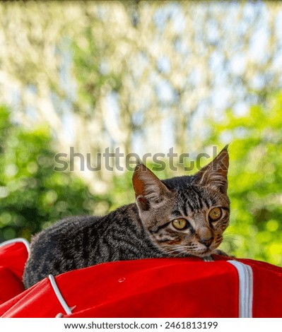 Tiger tabby cat lying on red backpack