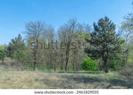 Mixed forest of coniferous and deciduous tree species. Plant grow of pine and poplar willow and herbaceous cover. Zone coniferous deciduous of temperate forests. Forest scape and wildlife landscape. Royalty-Free Stock Photo #2461829035