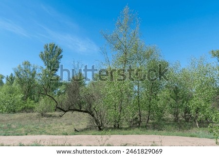 Deciduous forest of trees and shrubs. Undergrowth or summer green  by two rows tree poplar and bush willow and herbaceous cover. Woodland walk is lush undergrowth with ecosystem. Forest scape. Royalty-Free Stock Photo #2461829069